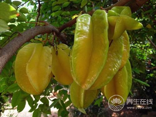 8月份不可錯(cuò)過的水果，味美營養(yǎng)養(yǎng)生