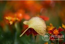 寒露時(shí)節(jié)適合老人養(yǎng)生運(yùn)動(dòng)的有哪些？
