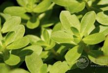 夏季濕氣重怎么辦？不妨多吃這5種食物