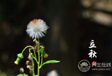 秋葵的營養價值很高，多吃對身體有好處