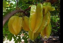8月份不可錯(cuò)過的水果，味美營(yíng)養(yǎng)養(yǎng)生