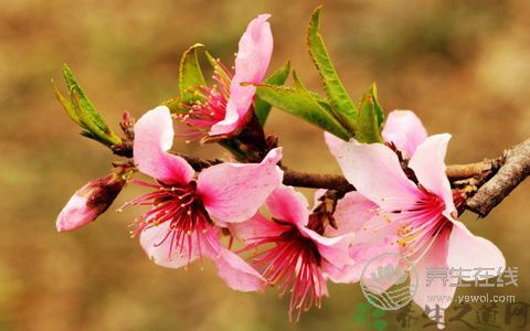 三月桃花癲：春季應(yīng)加強防范精神疾病作祟