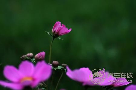 處暑節氣的含義是什么?處暑是哪個季節?-易網<a href=http://www.aoa7937.com/ target=_blank class=infotextkey>健康養生</a>網 處暑節氣的含義是什么?處暑是哪個季節?