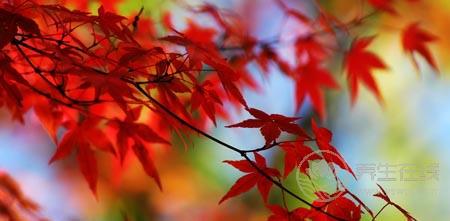 秋分談養(yǎng)生 如何度過(guò)“多事之秋”