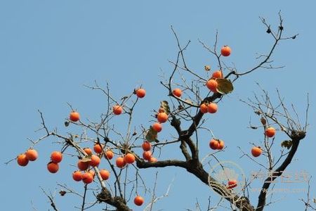 霜降養(yǎng)生食物有哪些?霜降節(jié)氣吃柿子和栗子好處是什么?