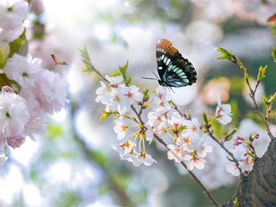 春天容易濕氣重，喝什么茶可以除濕？