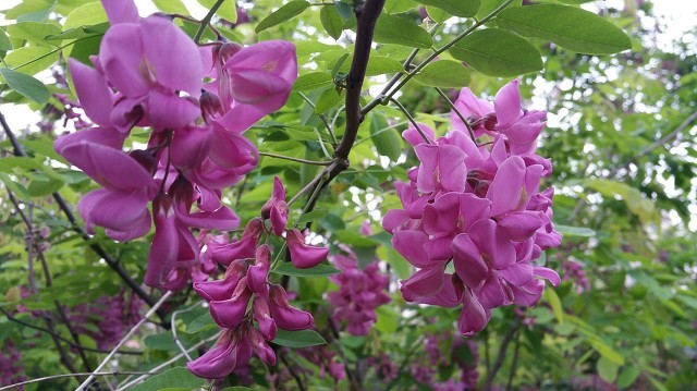 留住春天的味道——凍槐花餃子餡怎么做更美味?-易網<a href=http://www.aoa7937.com/ target=_blank class=infotextkey>健康養生</a>網 留住春天的味道——凍槐花餃子餡怎么做更美味?