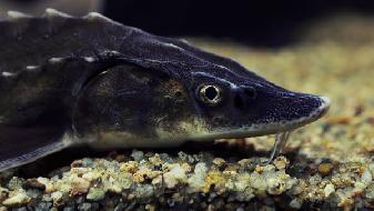 冬季吃什么海魚好？5魚可吃