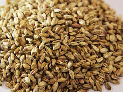 三伏天吃什么食物好 哪些食物能夠讓你安心度過三伏天