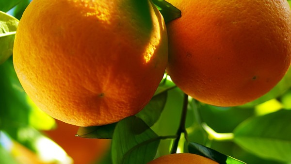 <a href=http://www.aoa7937.com/tags-冬季養(yǎng)生.html target=_blank class=infotextkey>冬季養(yǎng)生</a>誤區(qū) 專家提醒這5種食物不適合冬季吃-易網(wǎng)<a href=http://www.aoa7937.com/ target=_blank class=infotextkey>健康養(yǎng)生</a>網(wǎng) 冬季養(yǎng)生誤區(qū) 專家提醒這5種食物不適合冬季吃