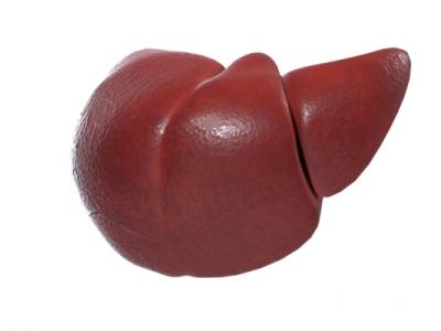 冬季如何養(yǎng)肝護(hù)肝