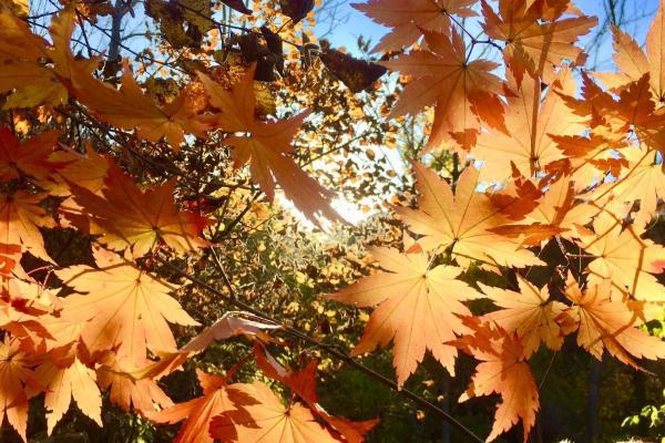 秋分是二十四節氣的第幾個