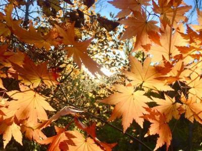 秋分是二十四節(jié)氣的第幾個