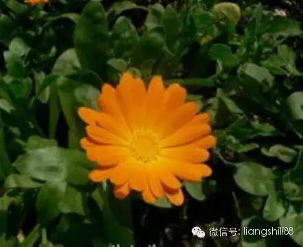 黃斑變性等眼病必吃葉黃素