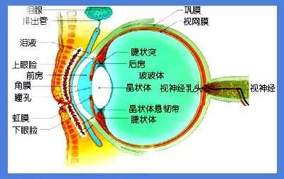 學生近視預防控制與治療