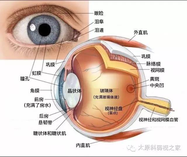 眼睛的十五個(gè)秘密，你知道嗎?