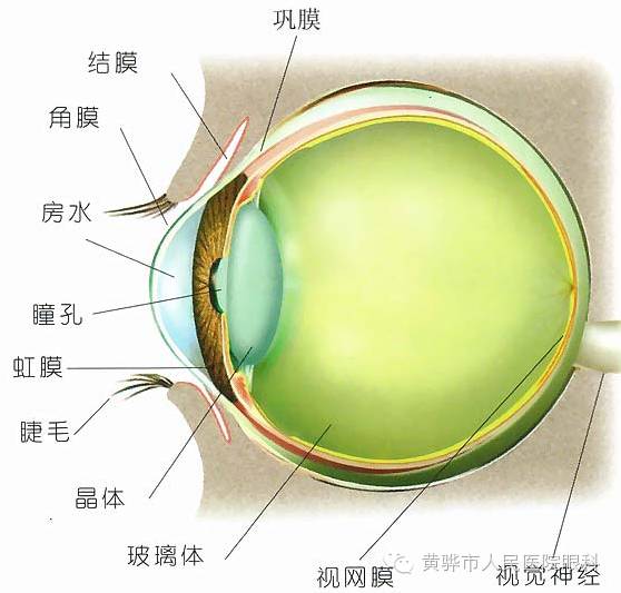 眼科科普，關于青光眼那些事兒