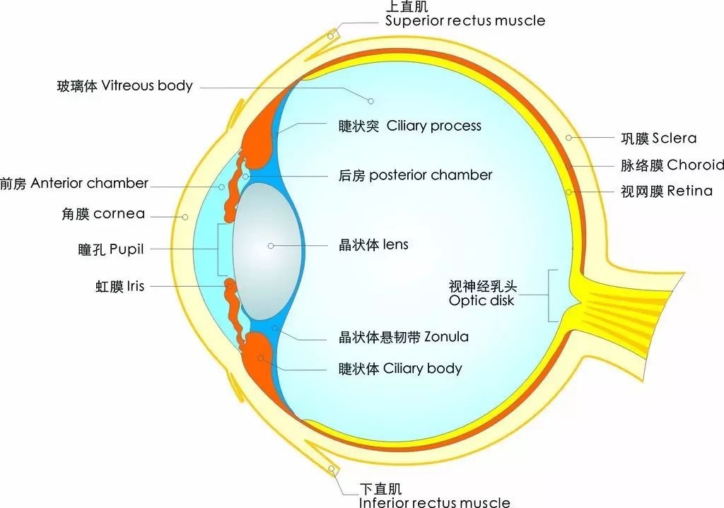 視力越來越差？關于護眼防近視的六大誤區(qū)，你中招了么？
