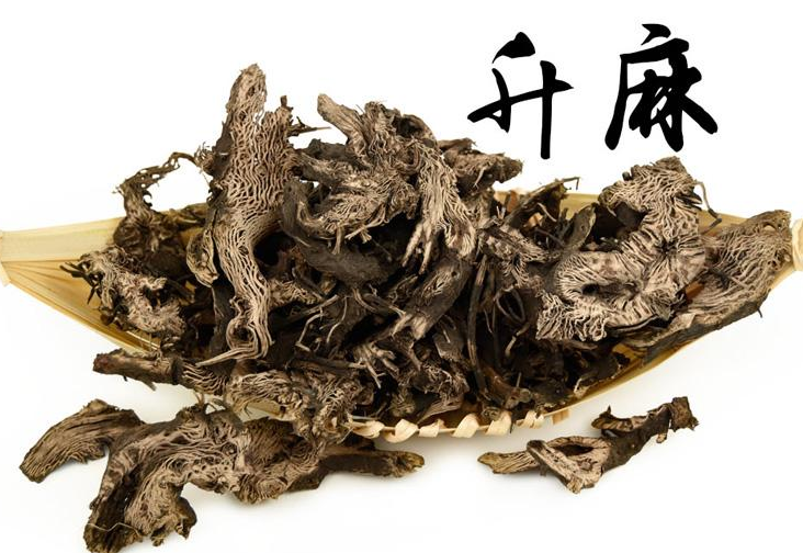 升麻的功效與作用及禁忌-用量-易網健康<a href=http://www.aoa7937.com/jkys/ target=_blank class=infotextkey>養生</a>網 升麻的功效與作用及禁忌-用量