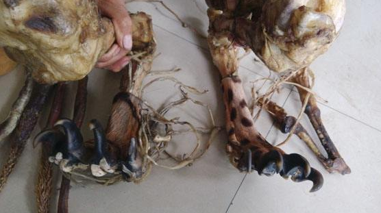 虎骨酒的功效與作用-易網健康<a href=http://www.aoa7937.com/jkys/ target=_blank class=infotextkey>養生</a>網 虎骨酒的功效與作用