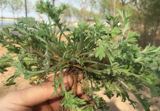 白蒿泡水能天天喝嗎