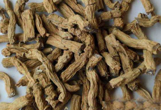巴戟的功效與作用禁忌
