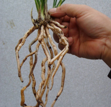 五龍根的功效與作用及禁忌_副作用及食用方法