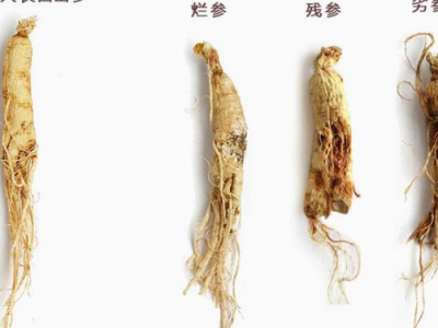 人參的副作用及禁忌