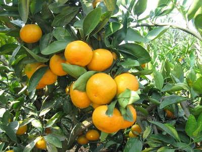 橘子學(xué)名：橘子，英文：orange