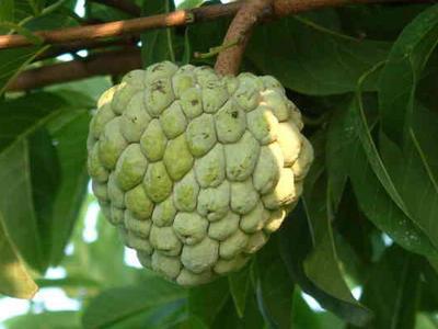 番荔枝學(xué)名：番荔枝，英文：Annona squamosa