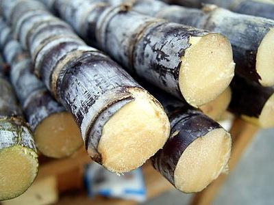 甘蔗學名：甘蔗，英文：Sugar cane