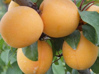 杏學名：杏，英文：Apricot