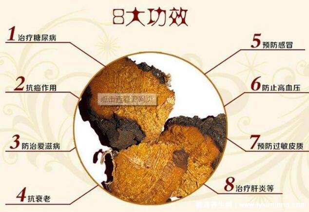華樹茸泡水喝的七大禁忌，樺樹茸的功效與作用