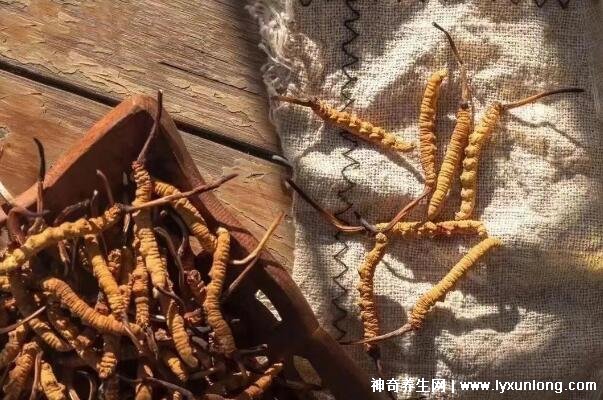每天吃一根蟲草一年后有什么變化，10大功效作用(三種人不能吃)