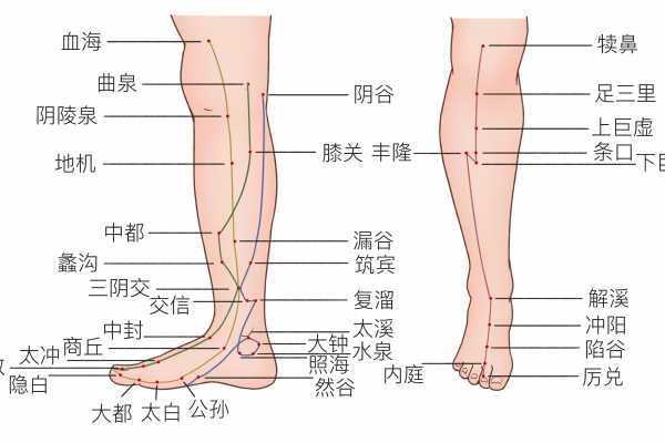 照海的功效與作用是什么-易網(wǎng)健康<a href=http://www.aoa7937.com/jkys/ target=_blank class=infotextkey>養(yǎng)生</a>網(wǎng) 照海的功效與作用是什么