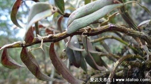 石斛適合多少歲吃，結合功效來看適宜老年人(太小的孩子不建議)