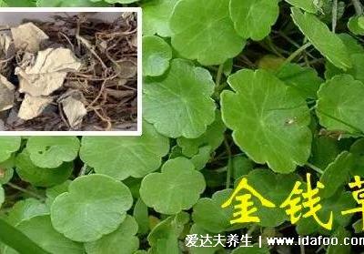 4種化結(jié)石的草藥，金錢草是最常用的排石藥(腎結(jié)石疼痛部位圖)