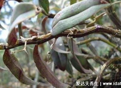 石斛適合多少歲吃，結(jié)合功效來看適宜老年人(太小的孩子不建議)
