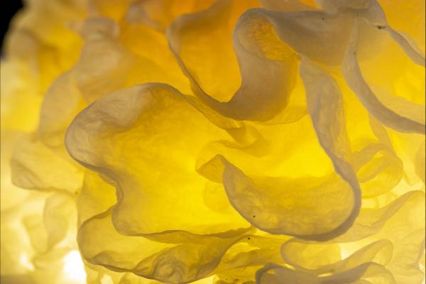 銀耳能不能用于養生藥膳-易網<a href=http://www.aoa7937.com/ target=_blank class=infotextkey>健康養生</a>網 銀耳能不能用于養生藥膳