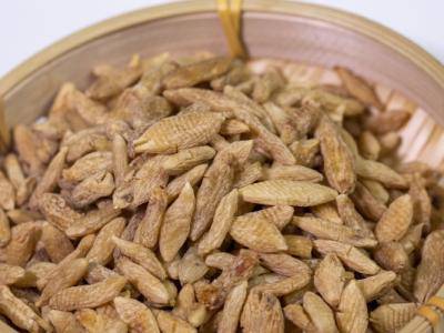 補腎常用的中藥有哪些