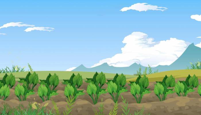 孕婦能不能吃田七菜-易網(wǎng)健康<a href=http://www.aoa7937.com/jkys/ target=_blank class=infotextkey>養(yǎng)生</a>網(wǎng) 孕婦能不能吃田七菜