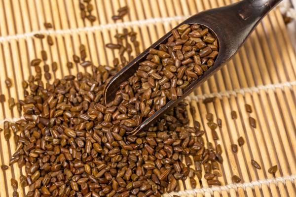 決明子的功效與作用 決明子的適宜人群-易網健康<a href=http://www.aoa7937.com/jkys/ target=_blank class=infotextkey>養生</a>網 決明子的功效與作用 決明子的適宜人群