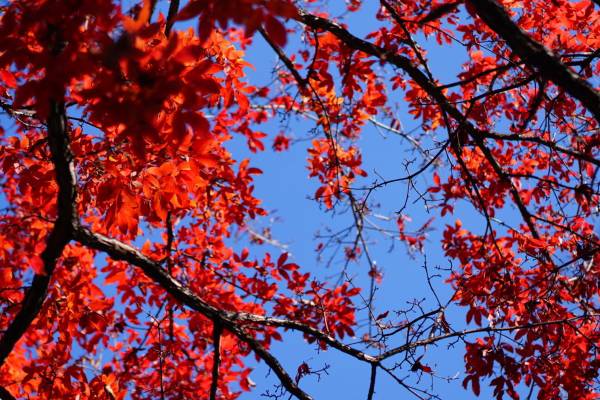 <a href=http://www.aoa7937.com/tags-秋季養生.html target=_blank class=infotextkey>秋季養生</a>如何解乏 秋季養生喝什么茶-易網<a href=http://www.aoa7937.com/ target=_blank class=infotextkey>健康養生</a>網 秋季養生如何解乏 秋季養生喝什么茶