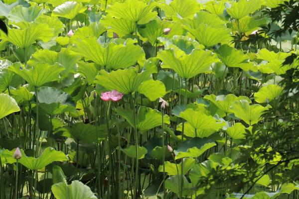 荷葉的功效與作用 荷葉什么人不適宜食用