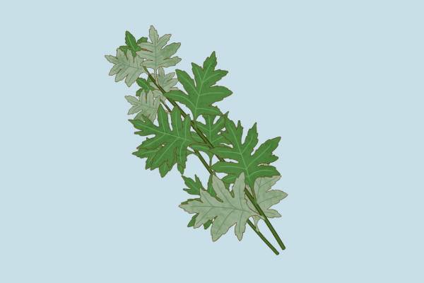 艾葉泡腳的正確方法和時間 艾葉泡腳的禁忌人群