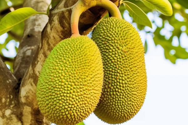 菠蘿蜜是涼性還是熱性 吃菠蘿蜜的好處與禁忌人群