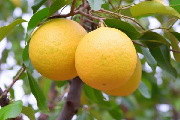 柚子皮泡水喝的功效和作用 柚子皮泡水喝的注意事項