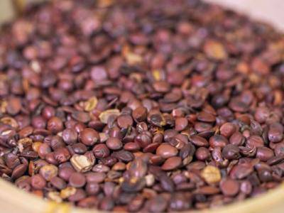 酸棗仁和什么一起助眠 酸棗仁的副作用