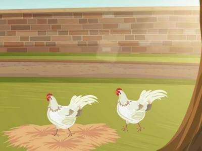 母雞燉黃芪功效與作用 黃芪的藥用價(jià)值