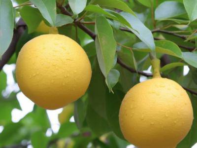 柚子皮的功效與作用 柚子皮的禁忌人群